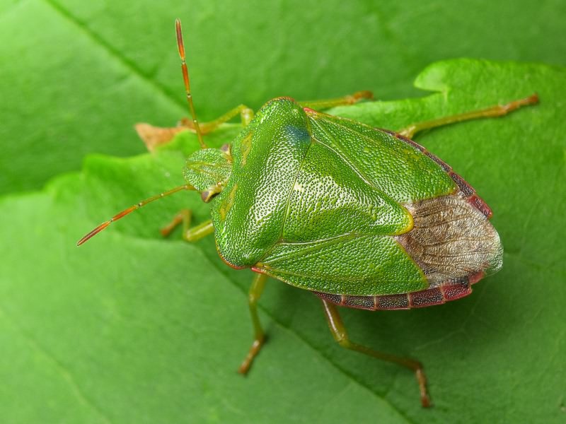Palomena prasina (Linnaeus, 1761)